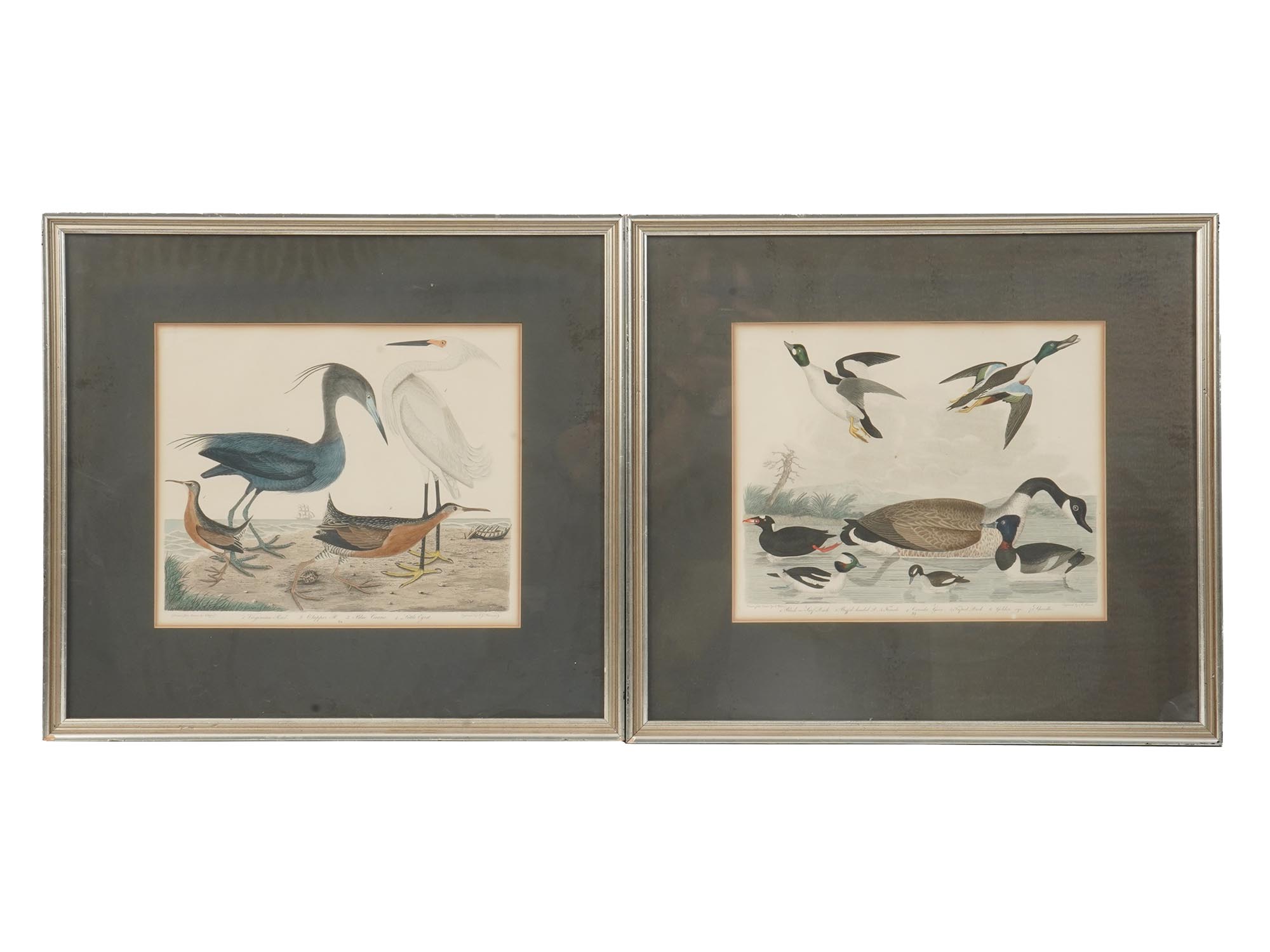 FOUR COLOR LITHOGRAPHS BIRDS BY ALEXANDER LAWSON PIC-2